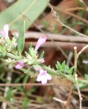 labiata - Micromeria graeca